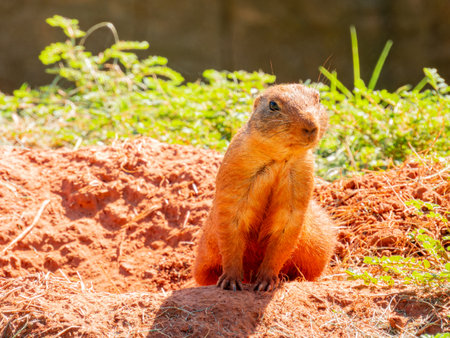Close up shot of cute Prairie dog at Oklahomaの写真素材