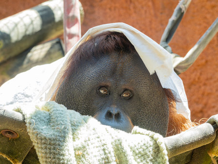 Close up shot of Orangutan face at Oklahomaの写真素材