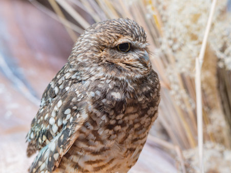 Close up shot of Burrowing owl at Oklahomaの写真素材