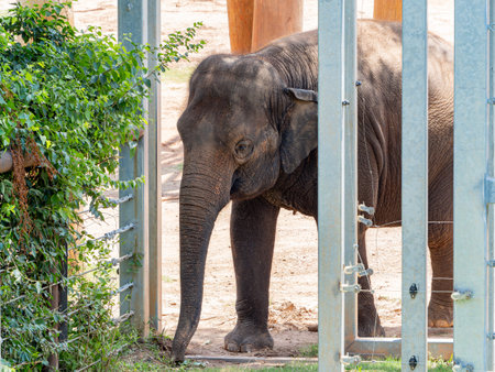 Close up shot of giant elephant at Oklahomaの写真素材