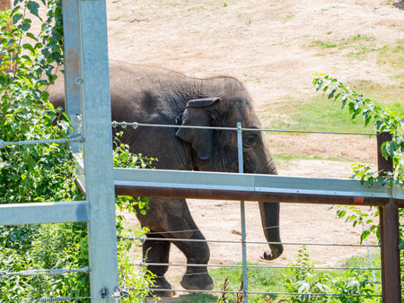 Close up shot of giant elephant at Oklahomaの写真素材