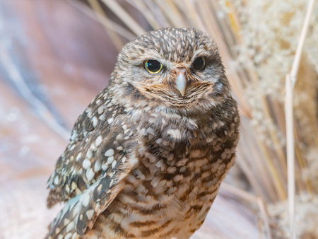 Close up shot of Burrowing owl at Oklahomaの写真素材