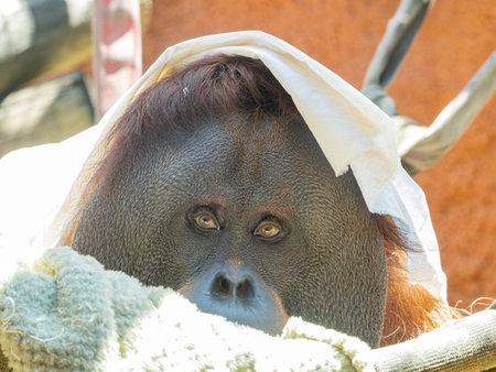 Close up shot of Orangutan face at Oklahomaの写真素材