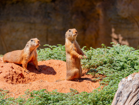 Close up shot of cute Prairie dog at Oklahomaの写真素材