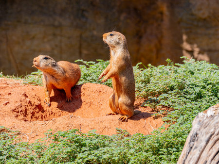 Close up shot of cute Prairie dog at Oklahomaの写真素材