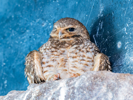 Close up shot of Burrowing owl at Oklahomaの写真素材
