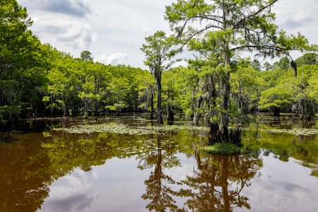 Sunny view of many bald cypress in Caddo Lake State Park at Texasの写真素材
