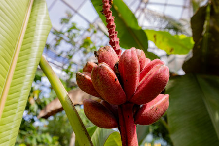 Close up shot of mature red banana in Fort Worth Botanic Garden at Texasの写真素材