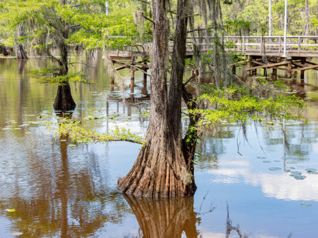 Sunny view of many bald cypress in Caddo Lake State Park at Texasの写真素材