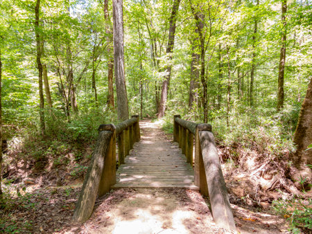 Hiking in the Pine Ridge Loop of Caddo Lake State Park at Texasの写真素材