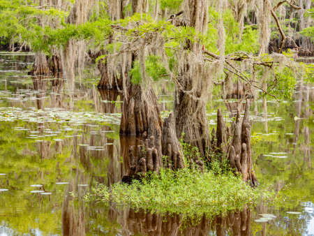 Sunny view of many bald cypress in Caddo Lake State Park at Texasの写真素材