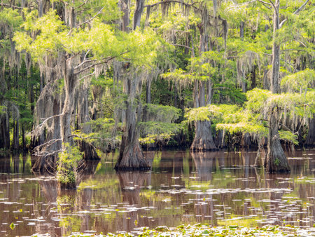 Sunny view of many bald cypress in Caddo Lake State Park at Texasの写真素材