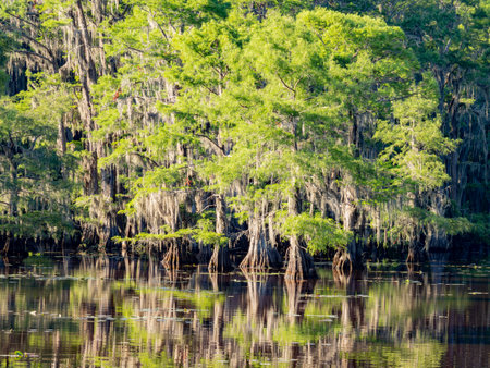 Sunny view of many bald cypress in Caddo Lake State Park at Texasの写真素材