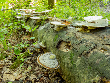 Close up shot of fungus growing in Caddo Lake State Park at Texasの写真素材