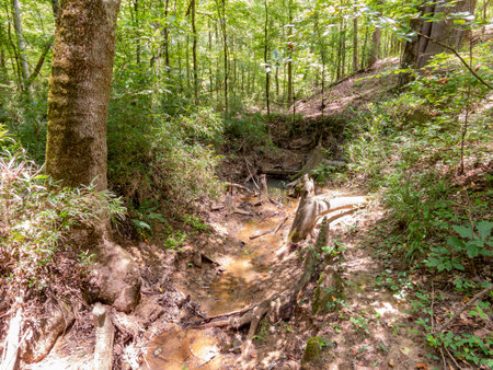 Hiking in the Pine Ridge Loop of Caddo Lake State Park at Texasの写真素材