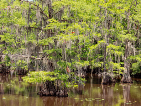 Sunny view of many bald cypress in Caddo Lake State Park at Texasの写真素材