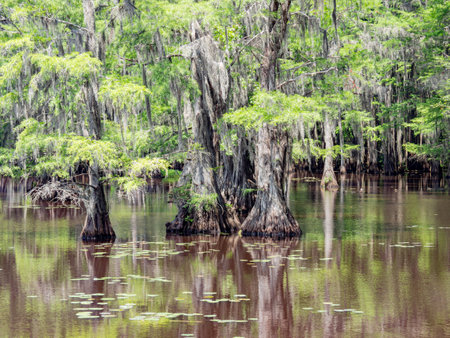 Sunny view of many bald cypress in Caddo Lake State Park at Texasの写真素材