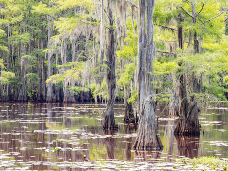 Sunny view of many bald cypress in Caddo Lake State Park at Texasの写真素材