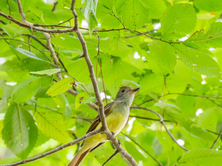 Close up shot of Great crested flycatcher in Caddo Lake State Park at Texasの写真素材