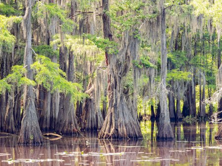 Sunny view of many bald cypress in Caddo Lake State Park at Texasの写真素材