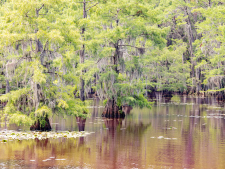 Sunny view of many bald cypress in Caddo Lake State Park at Texasの写真素材