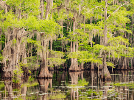 Sunny view of many bald cypress in Caddo Lake State Park at Texasの写真素材
