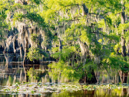 Sunny view of many bald cypress in Caddo Lake State Park at Texasの写真素材