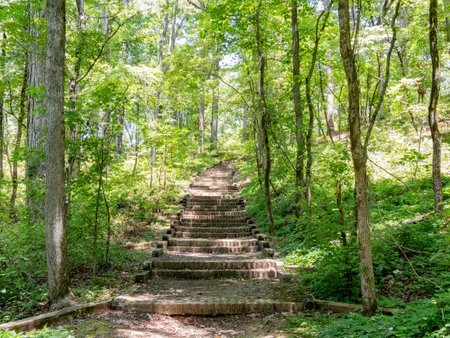 Hiking in the Pine Ridge Loop of Caddo Lake State Park at Texasの写真素材