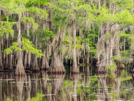 Sunny view of many bald cypress in Caddo Lake State Park at Texasの写真素材
