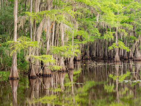 Sunny view of many bald cypress in Caddo Lake State Park at Texasの写真素材