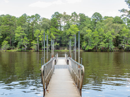 Fishing and boat launch in Caddo Lake State Park at Texasの写真素材