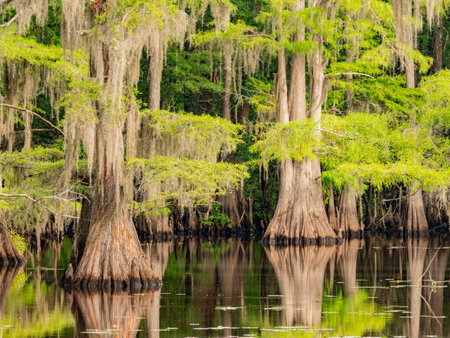 Sunny view of many bald cypress in Caddo Lake State Park at Texasの写真素材
