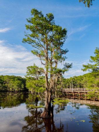 Sunny view of many bald cypress in Caddo Lake State Park at Texasの写真素材