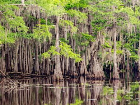 Sunny view of many bald cypress in Caddo Lake State Park at Texasの写真素材