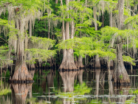 Sunny view of many bald cypress in Caddo Lake State Park at Texasの写真素材