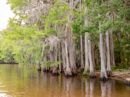 Sunny view of many bald cypress in Caddo Lake State Park at Texasの写真素材