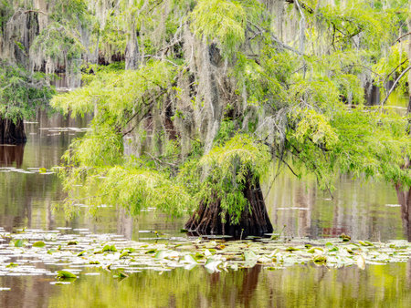 Sunny view of many bald cypress in Caddo Lake State Park at Texasの写真素材