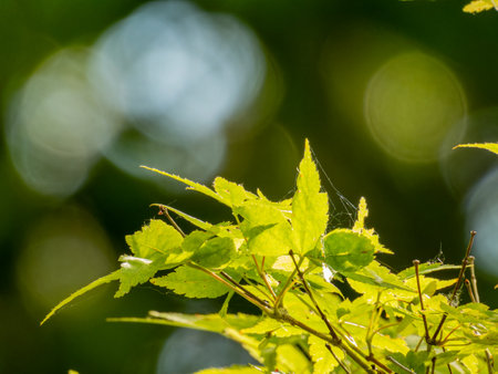 Close up shot of green Japanese maple tree in Fort Worth Botanic Garden at Texasの写真素材