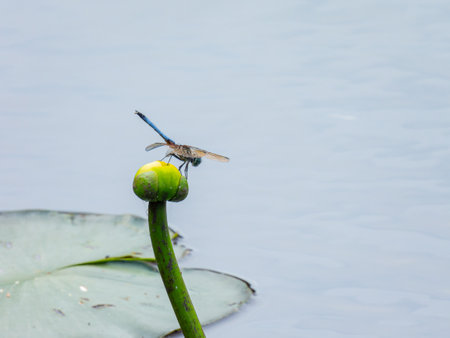 Close up shot of dragonfly in Caddo Lake State Park at Texasの写真素材