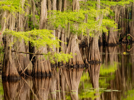 Sunny view of many bald cypress in Caddo Lake State Park at Texasの写真素材