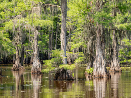 Sunny view of many bald cypress in Caddo Lake State Park at Texasの写真素材