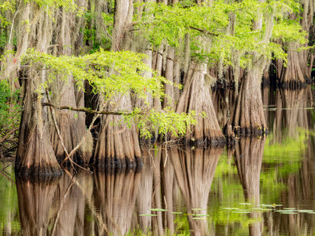 Sunny view of many bald cypress in Caddo Lake State Park at Texasの写真素材