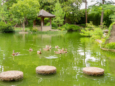 Exterior view of the garden with many ducks of Fort Worth Botanic Garden at Texasの写真素材