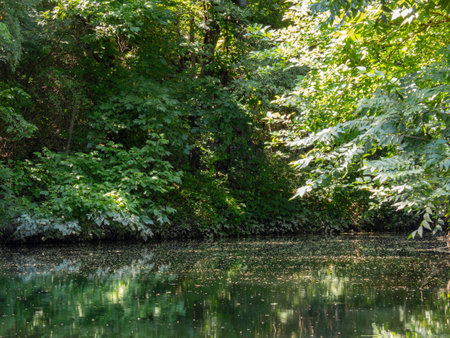 Sunny view of the landscape of Prairie Creek Park at Texasの写真素材