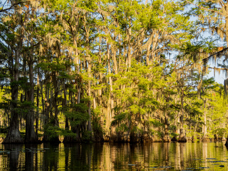 Sunny view of many bald cypress in Caddo Lake State Park at Texasの写真素材
