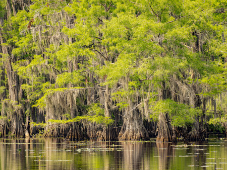 Sunny view of many bald cypress in Caddo Lake State Park at Texasの写真素材