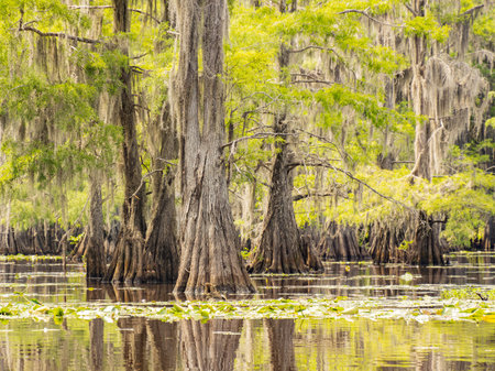 Sunny view of many bald cypress in Caddo Lake State Park at Texasの写真素材