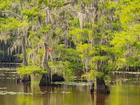 Sunny view of many bald cypress in Caddo Lake State Park at Texasの写真素材