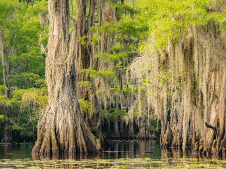 Sunny view of many bald cypress in Caddo Lake State Park at Texasの写真素材