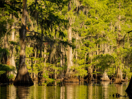 Sunny view of many bald cypress in Caddo Lake State Park at Texasの写真素材